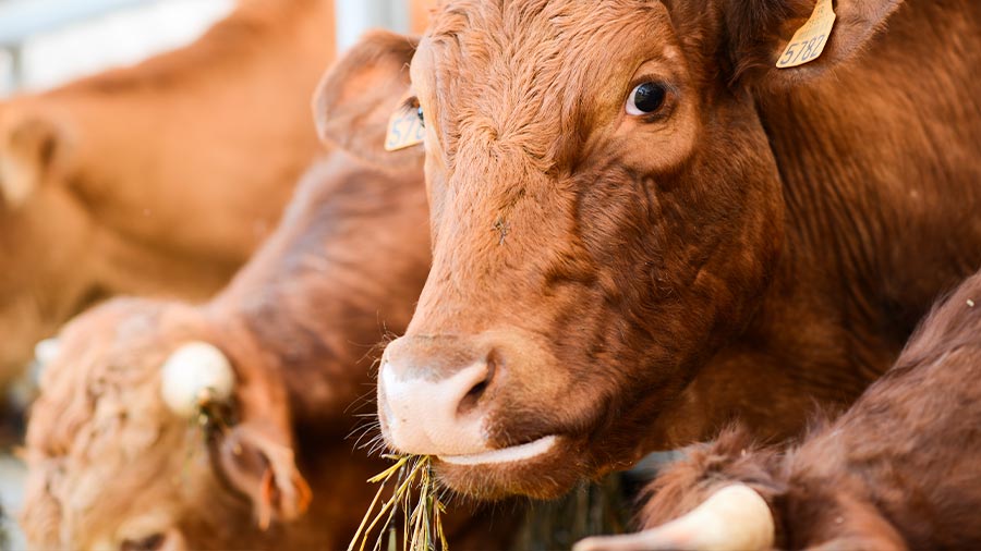 越南的现场股票行业：挑战和机遇