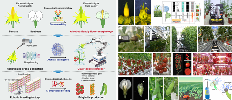 世界首台,我国自动巡航杂交授粉智能育种机器人“吉儿”问世 世界首台,我国自动巡航杂交授粉智能育种机器人“吉儿”问世(图1)