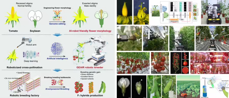 世界首台，我国自动巡航杂交授粉智能育种机器人“吉儿”问世(图2)