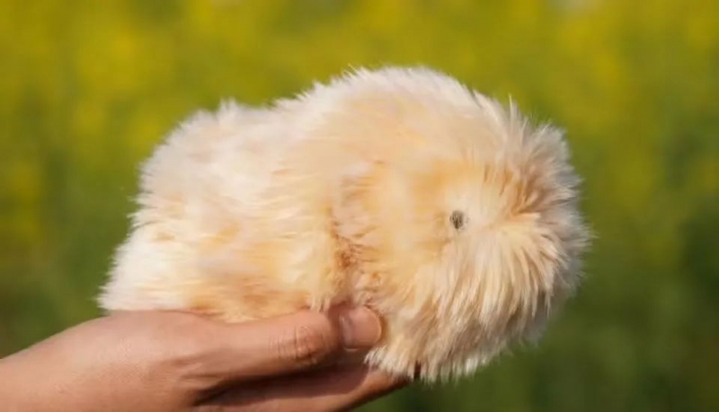 能认主、可养成独特性格,卡西欧AI宠物机器人Moflin日本销量超预期(图1) 能认主、可养成独特性格,卡西欧AI宠物机器人Moflin日本销量超预期(图1)