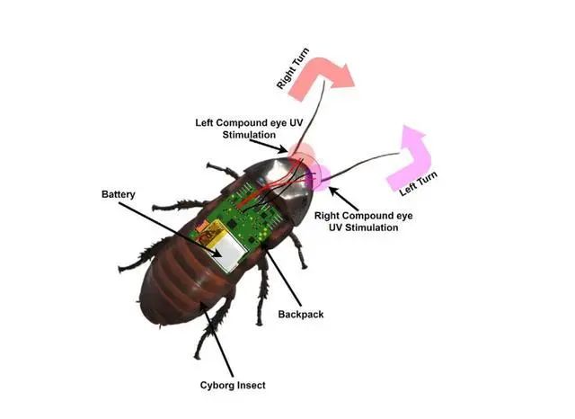 机器人蟑螂现在可以用紫外线护目镜来操控(图2) 机器人蟑螂现在可以用紫外线护目镜来操控(图2)
