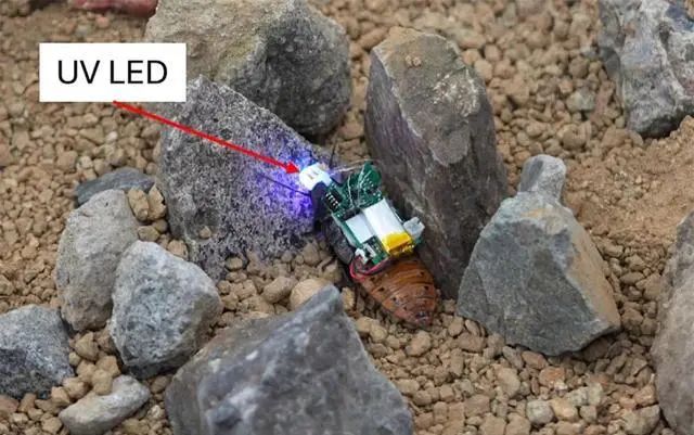 机器人蟑螂现在可以用紫外线护目镜来操控(图3) 机器人蟑螂现在可以用紫外线护目镜来操控(图3)