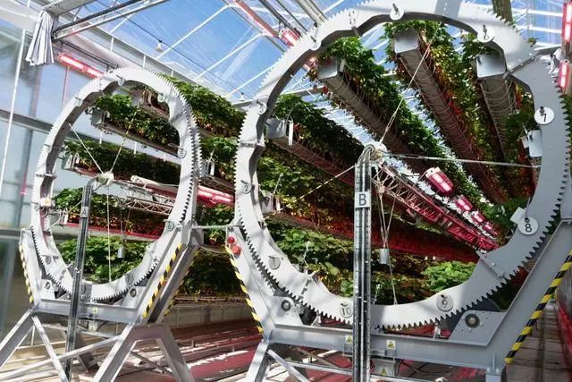 1000磅重的轮子和机器人正在种植戴森草莓(图1) 1000磅重的轮子和机器人正在种植戴森草莓(图1)