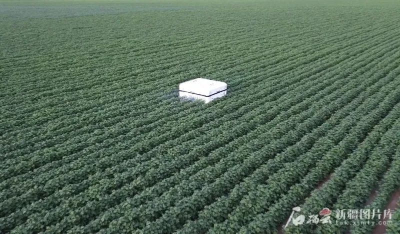 全球首款棉花激光打顶机器人!新疆制造!(图1) 全球首款棉花激光打顶机器人!新疆制造!(图1)