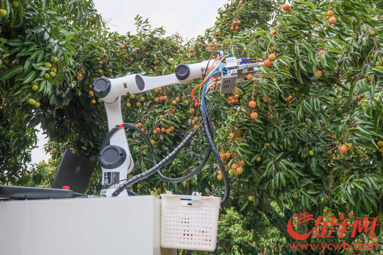 荔枝采摘机器人的背后：科技重塑荔枝产业的经济逻辑(图2)