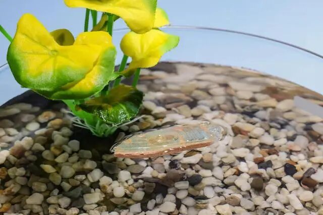 可食用水生机器人最后可被鱼类食用 完全无废物残留(图2) 可食用水生机器人最后可被鱼类食用 完全无废物残留(图2)