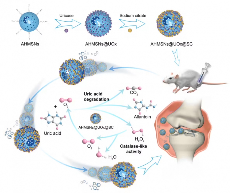 我国科学家目标 5 年内实现痛风患者“一针治疗”,纳米机器人“吃”掉尿酸结晶(图1) 我国科学家目标 5 年内实现痛风患者“一针治疗”,纳米机器人“吃”掉尿酸结晶(图1)