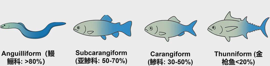  SA重磅！北大机器智能实验室这条机器鱼会变身，0.5秒从鳗鱼变金枪鱼(图3)