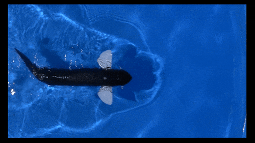  SA重磅！北大机器智能实验室这条机器鱼会变身，0.5秒从鳗鱼变金枪鱼(图9)