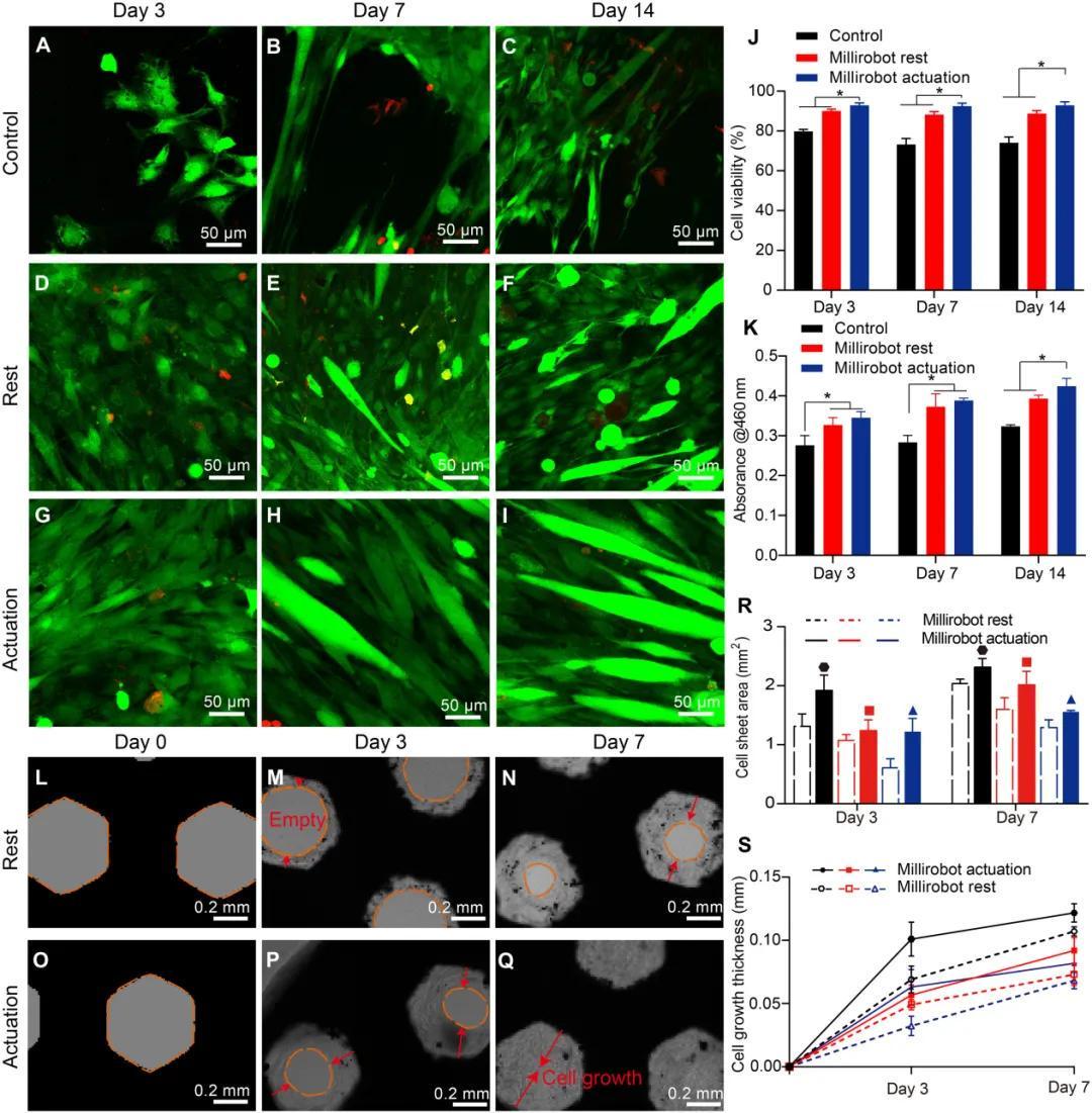 细胞快递员兼私人教练？浙大等团队打造会健身的生物混合软体微型机器人(图3)