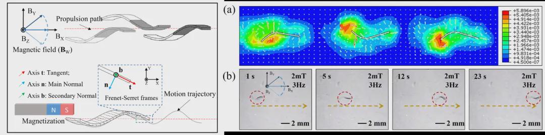 受海洋蛞蝓启发的微型“变形金刚”？北理工团队TRO发表双稳态软体微机器人，实现复杂狭缝地形自由穿梭！(图6)