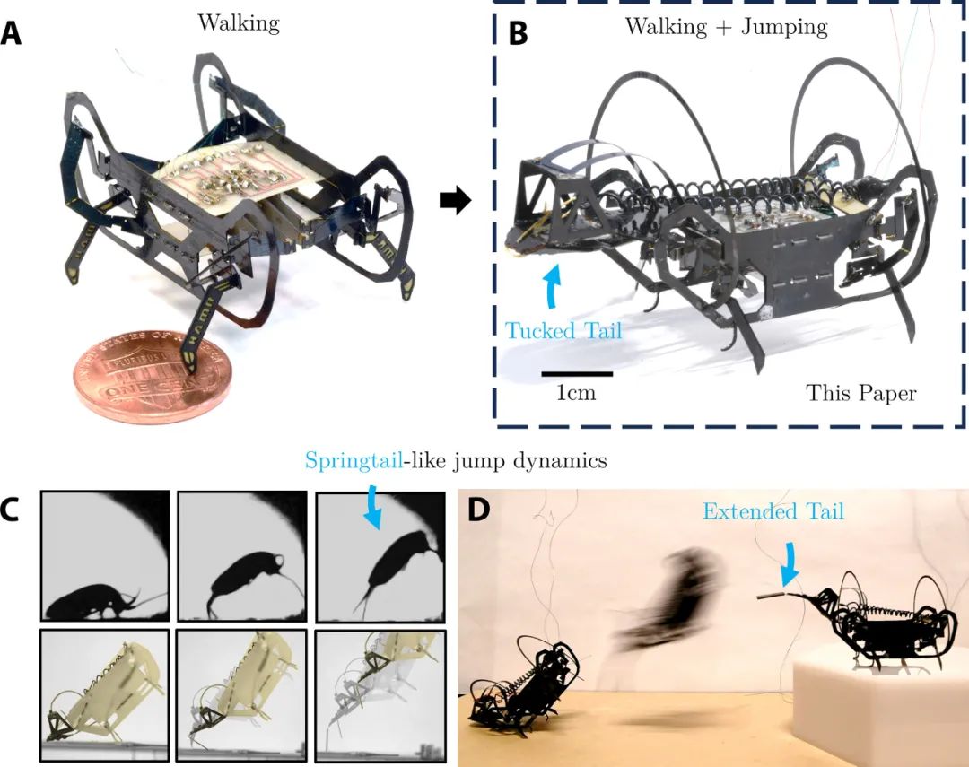  23倍体长跳跃奇迹！哈佛团队Science Robotics发表多模态微型机器人，实现仿生跳跃+高效步行！(图3)