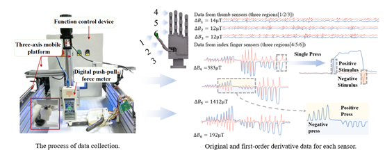  柔性仿人手指全覆盖磁皮肤，具备接触觉和运动觉的双模态感知能力(图2)