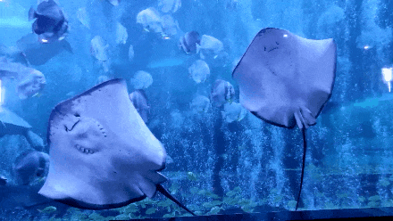 Science Advances发表！北卡罗来纳州立大学×弗吉尼亚大学推出单稳态扑翼软体游泳机器人，实现高速多模态水面水下机动！(图1)