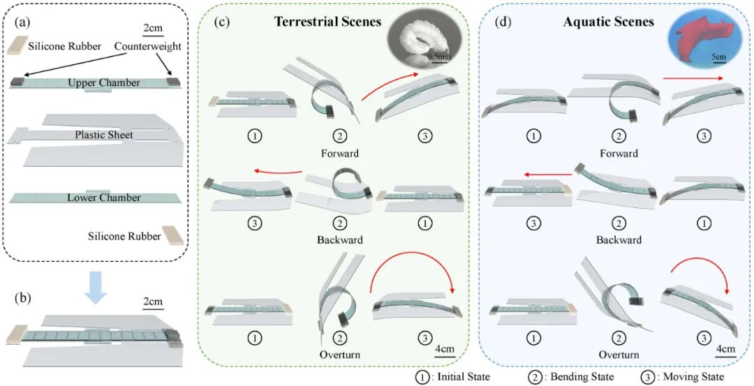 《IEEE Transactions on Robotics》发表！北京大学研究团队推出具有多种运动模态的软体两栖机器人(图1)