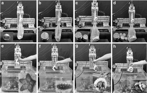 当卷王开始摸鱼！Soft Robotics刊登北工大软体机器象鼻灵活卷走各种物品(图18)