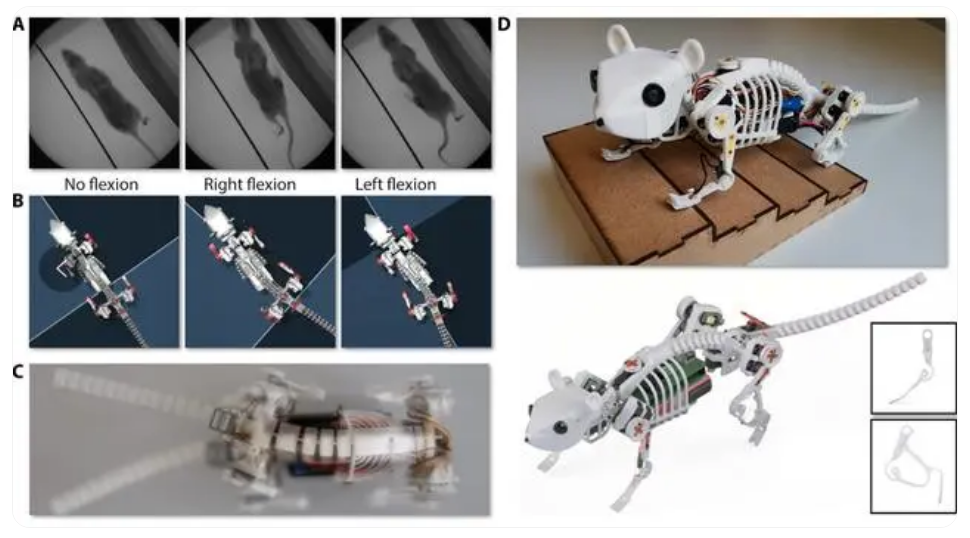 科学家研发仿生小鼠机器人，可用于灾后救援和探测检修等领域(图1)