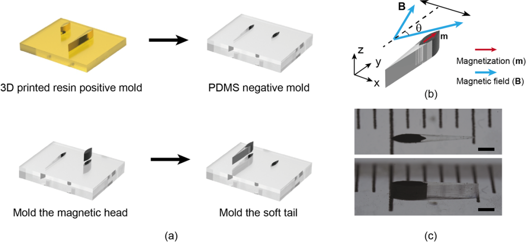 一场属于机器鱼的“奇幻漂流”，可在细小血管中“逆流而上”！(图4)