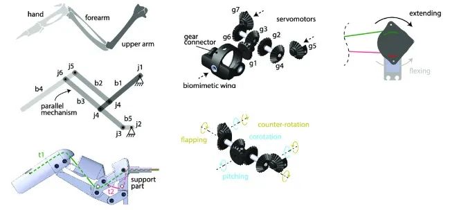 重大发现！仿生扑翼机破解飞行之谜：翅膀折叠和倾斜动作大大提升空气动力学效率！(图8)
