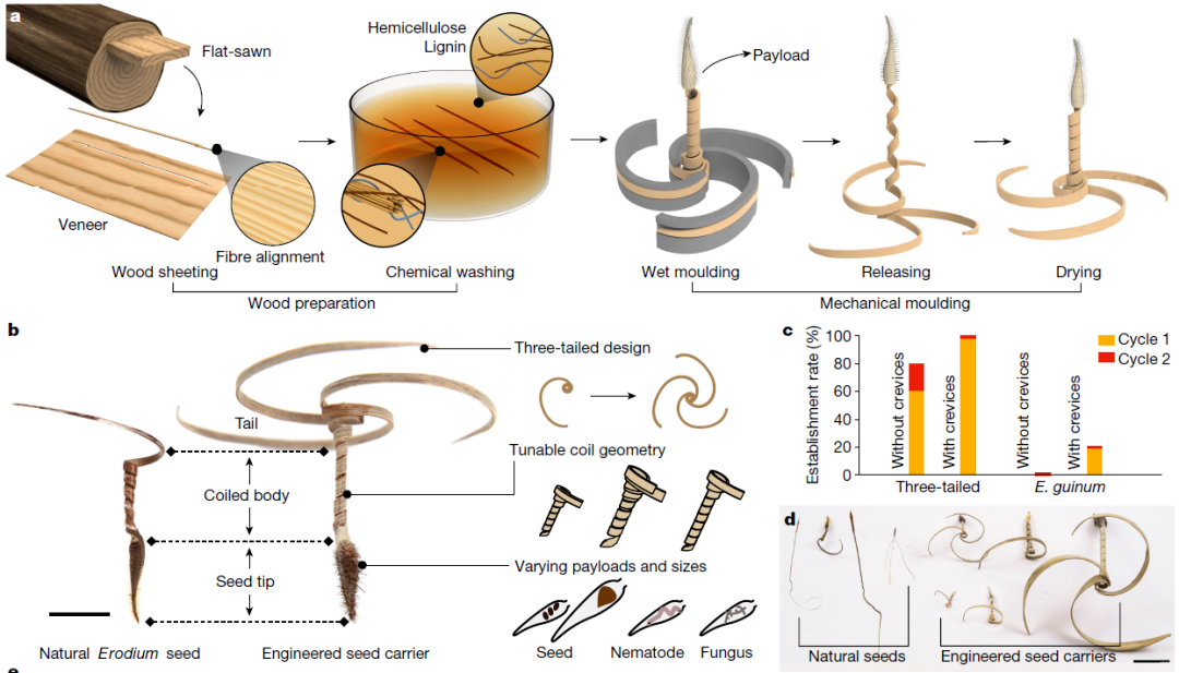 四校合作！Nature封面：会钻地的木材机器人，空投人造种子，助力智慧播种！(图5)