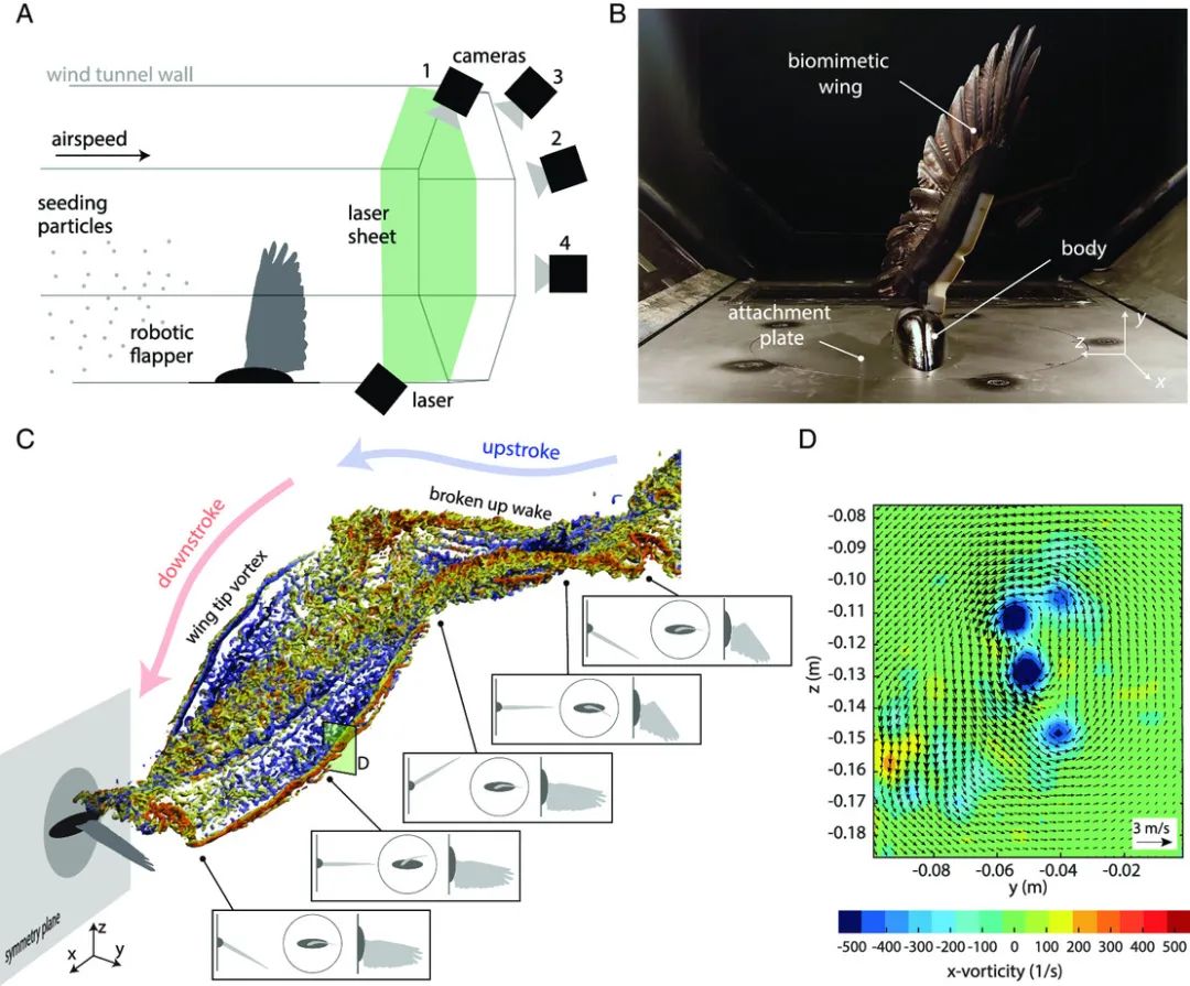 重大发现！仿生扑翼机破解飞行之谜：翅膀折叠和倾斜动作大大提升空气动力学效率！(图10)