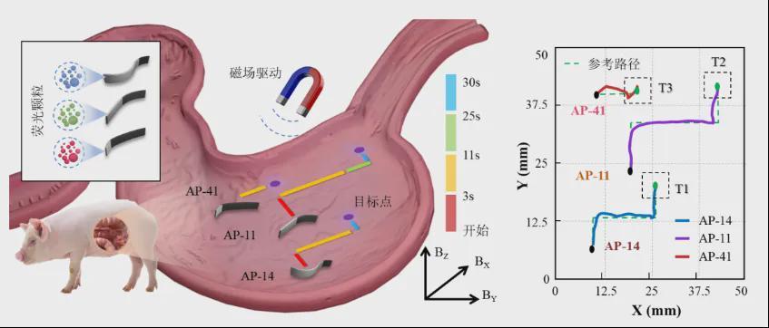 鱼群多样性启发！北理工团队发表Science子刊新作，让微机器人像鱼群一样“各司其职”(图9)